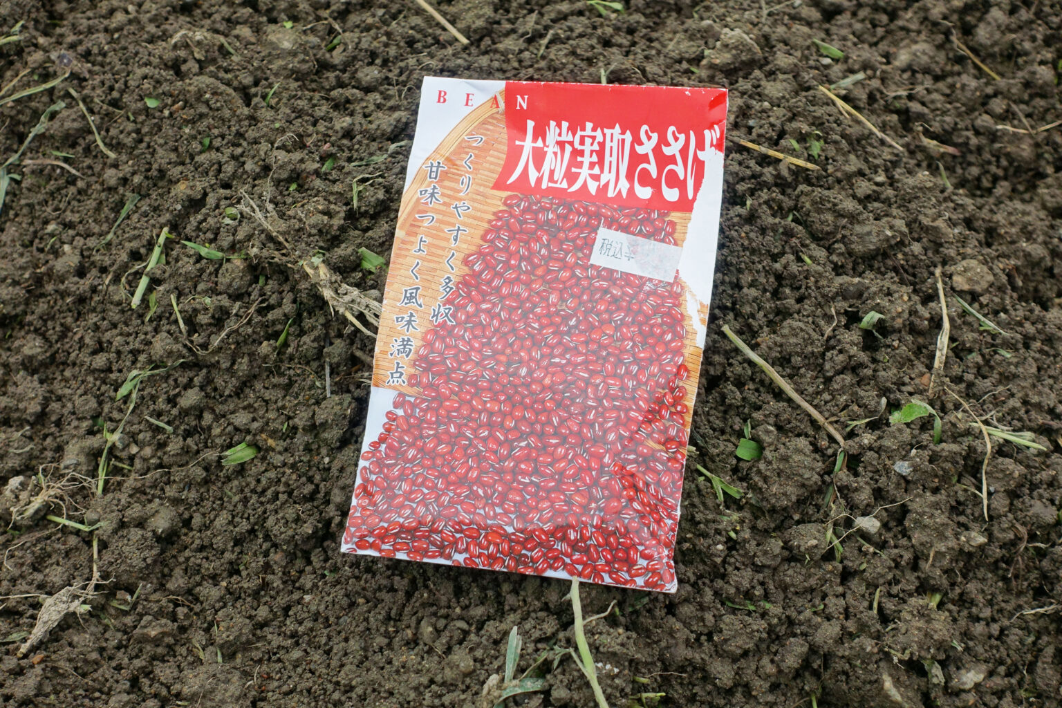 大粒の赤色の豆がなる大角豆（ささげ）を植える