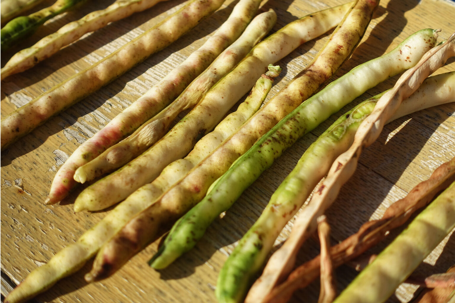 収穫したささげ（大角豆）で、あんこを作る