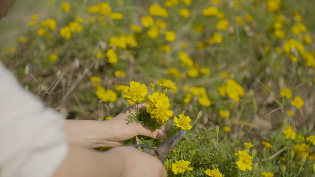 畑のマリーゴールドをハサミで切る手元の様子。鮮やかな黄色の花が、秋の畑の色彩にアクセントを加えています