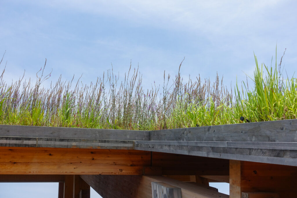 大屋根リングに植えられた草花。スカイウォークを散歩しながら季節の花が楽しめる様子