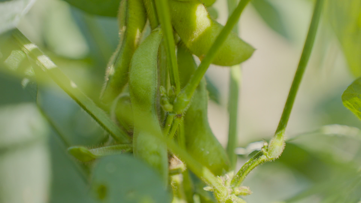 畑で実った黒豆のさやが膨らみ、秋の日差しを受けてつややかに光る様子