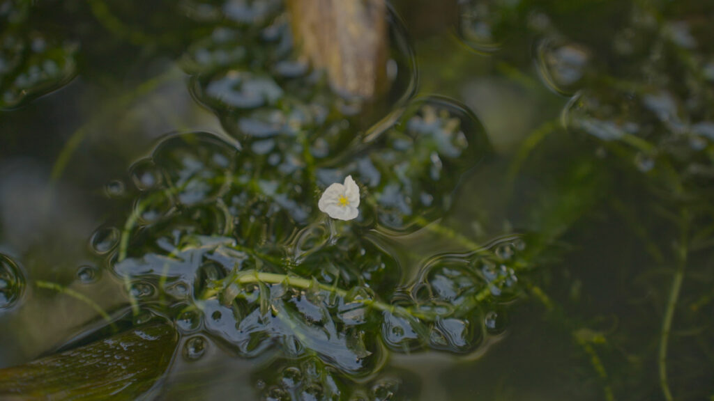 庭のメダカ鉢のオオカナダモに咲く小さな白い花。透明な水と緑の水草の中で、可憐に揺れる花が庭の静かな秋の雰囲気を伝えています