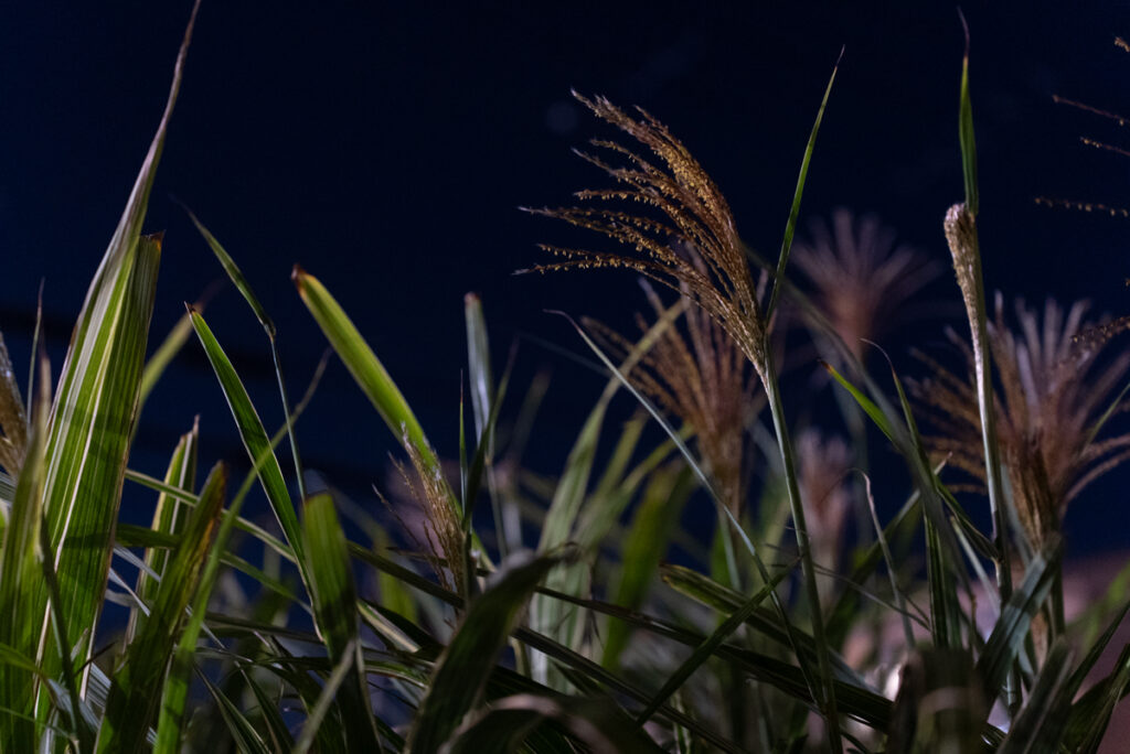 月明かりに照らされて静かに揺れる夜のススキ。幻想的な秋の風景