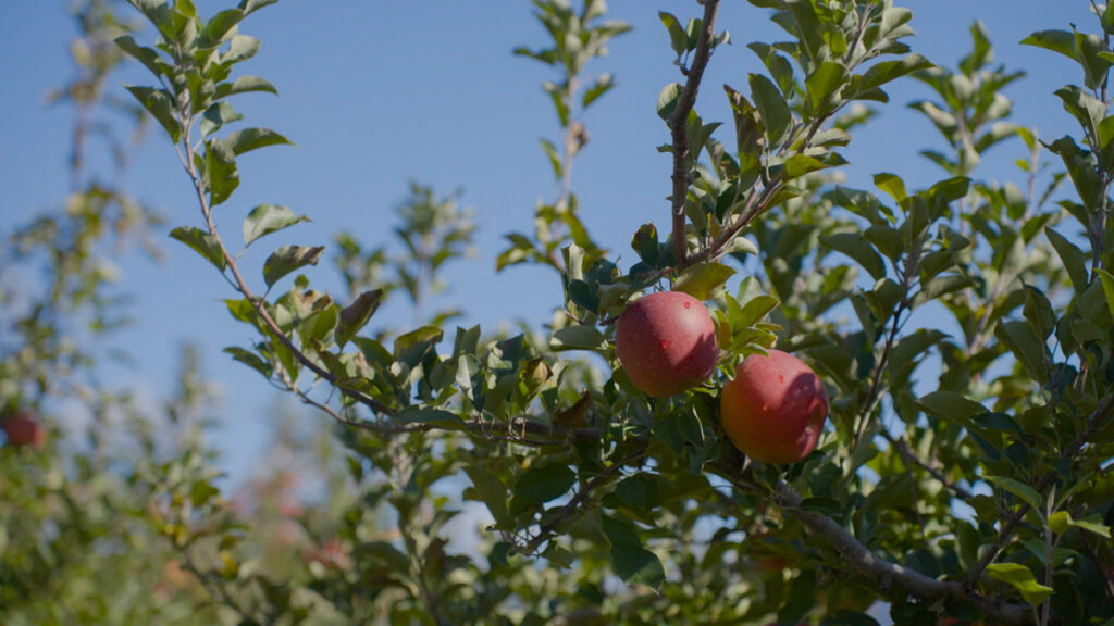 中央アルプスと南アルプスに囲まれた小さなリンゴ園の木に、赤く色づいたリンゴの実が二つ並んでいる様子