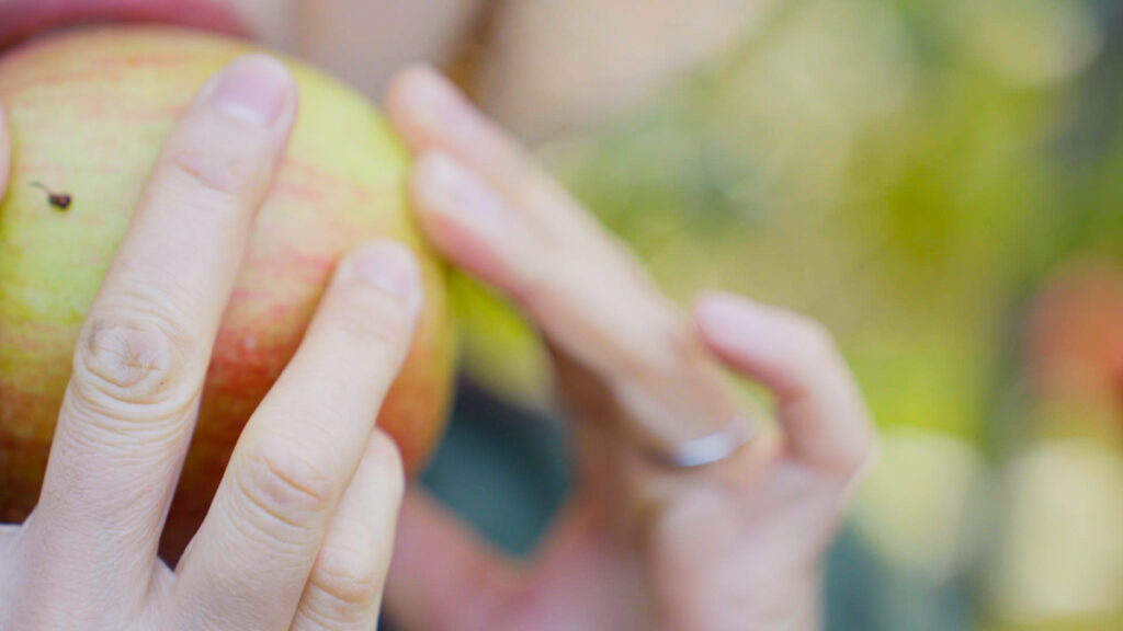 もぎ取ったリンゴをその場でかじる様子。果汁が光り、赤く熟した実の瑞々しさが伝わる秋の一瞬