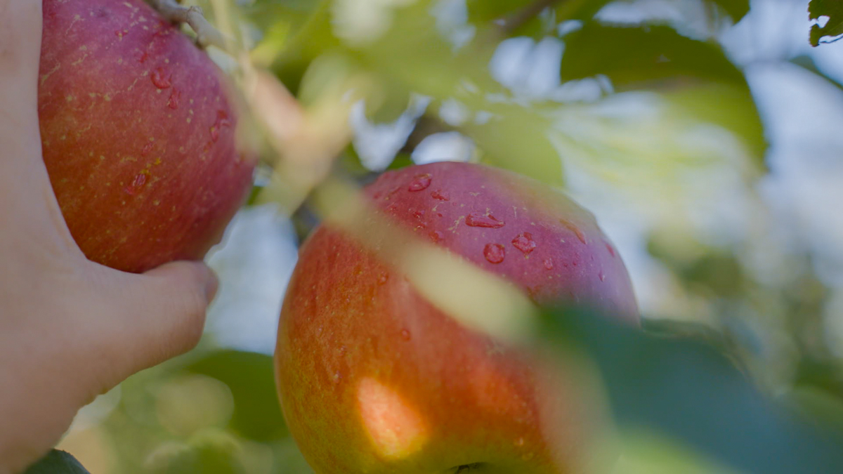 手でリンゴの枝をそっとつかみ、赤い実をもぎ取る瞬間。冷たさと重みが指先に伝わる様子