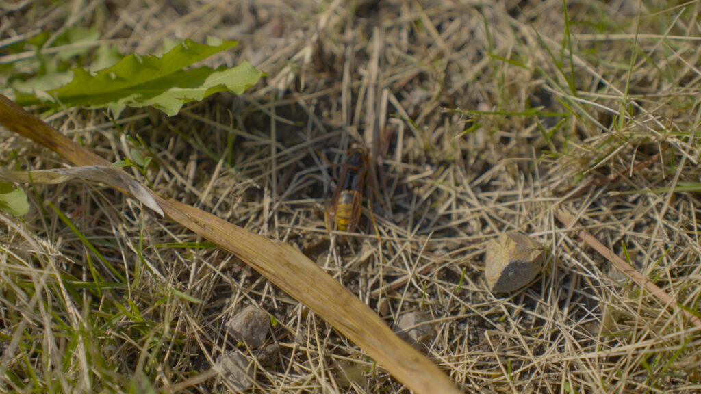 動きが鈍ったアシナガバチ。冬を前に、自然の循環を静かに伝える姿