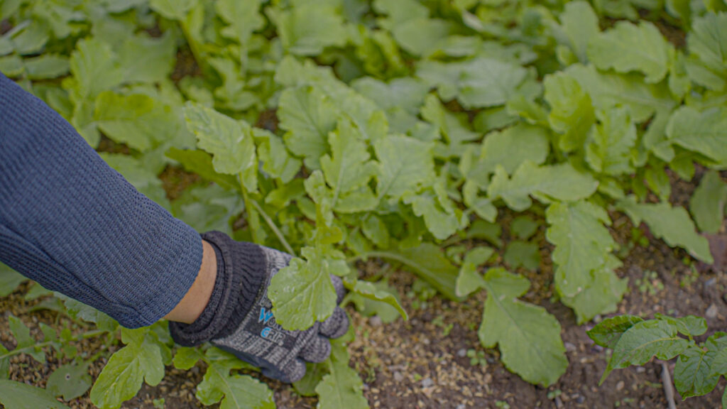 畑で間引かれる大根の葉。土の下で育つ小さな命を象徴する様子
