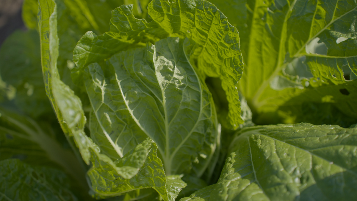 畑で葉を巻き始めた白菜。冬に向けて育つ野菜の様子