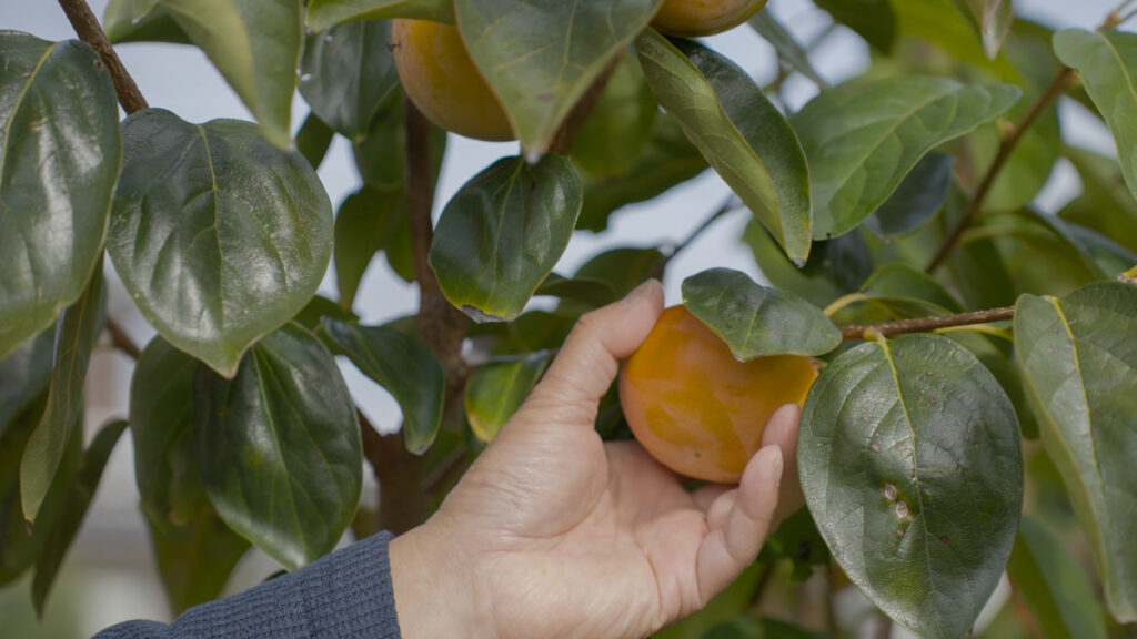 庭先で熟した柿を手で収穫している様子。木に実った柿と手作業のあたたかさが伝わる