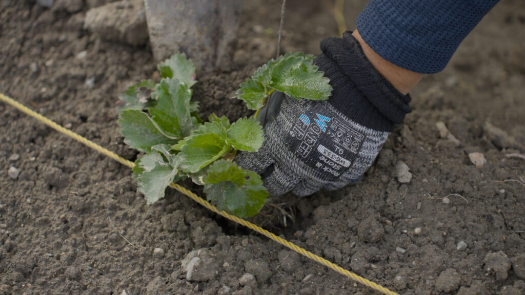ランナーから増やしたイチゴの苗を庭に植え付ける様子。来年の実りへつなぐ作業
