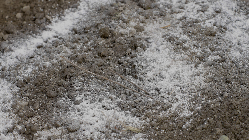 畑に撒かれた石灰の様子。冬に向けて土を整える準備の一部