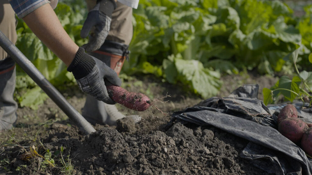 畑で育ったさつまいもを土の中から掘り起こし、手に取って収穫している様子を写した写真