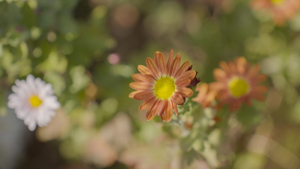 庭先で赤オレンジ色の菊の花が一輪くっきりと咲き、背景には同じ菊が重なり合うように咲く中で、秋から冬へ移ろう季節の深まりを伝えています