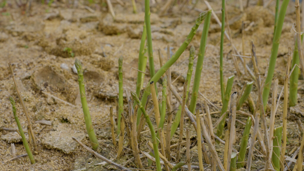 春の畑で芽吹いたアスパラガスが地面から顔を出しています