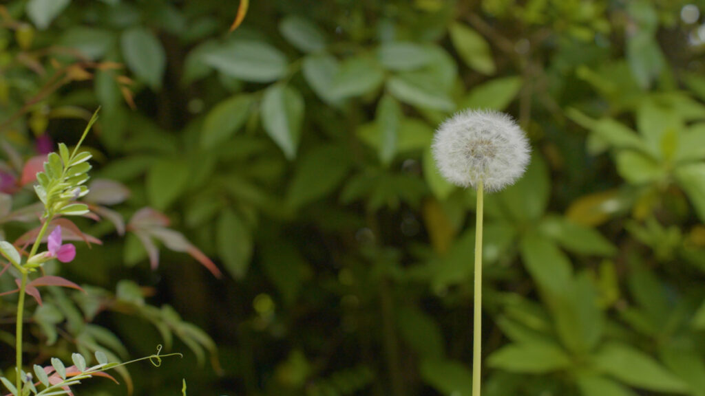春の庭で風に揺れるタンポポの綿毛が広がっています