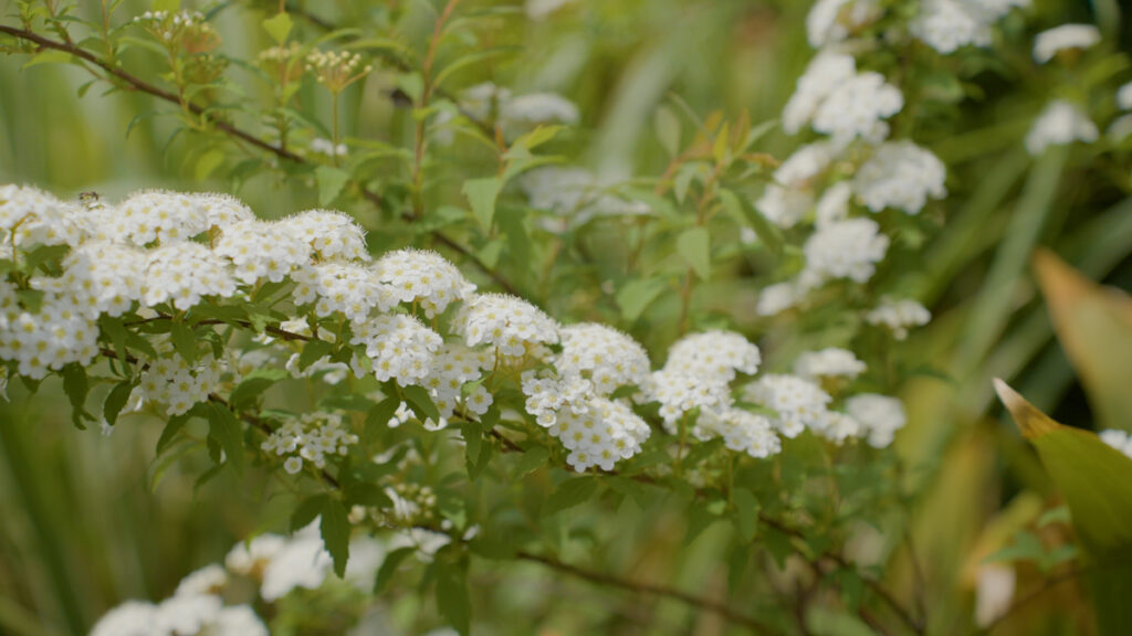 春の庭で咲くコデマリの花がやわらかな光を受けています