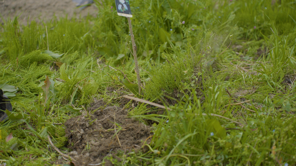 小学校入学の記念に桜の苗木を畑に植え土をかぶせる作業をしています