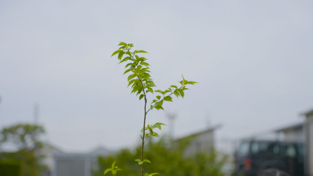 春の空に向かって伸びる記念樹の桜の若い枝