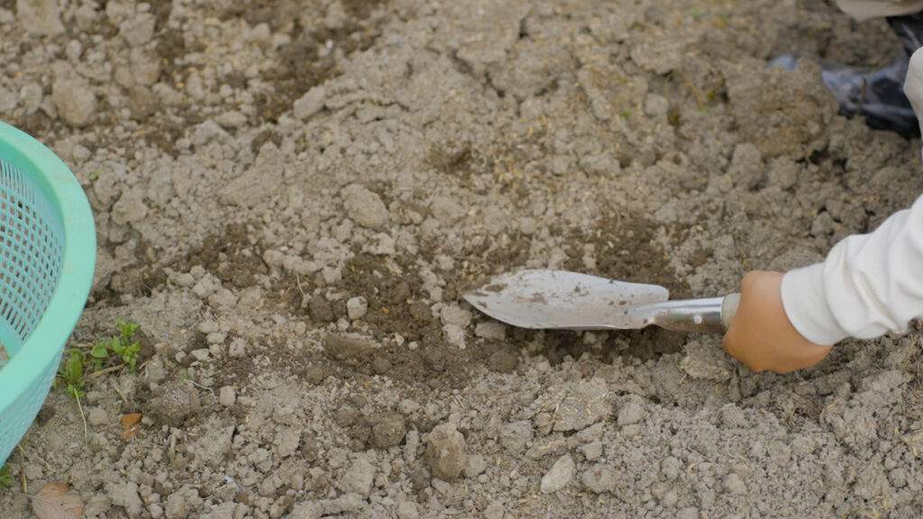 家庭菜園で里芋を植えるために土を触り整えている手元