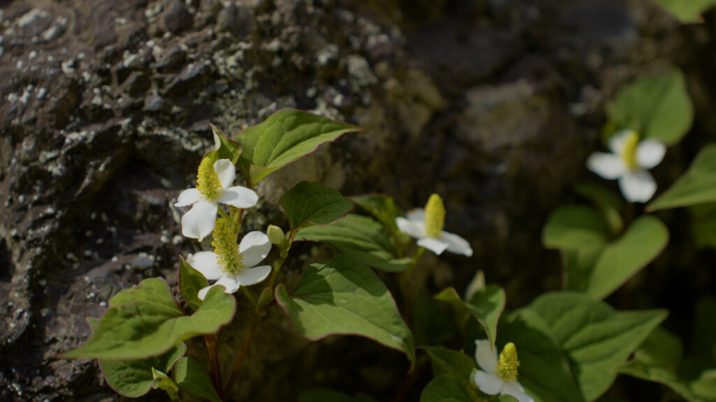 初夏の庭先に咲く白いドクダミの花と緑の葉