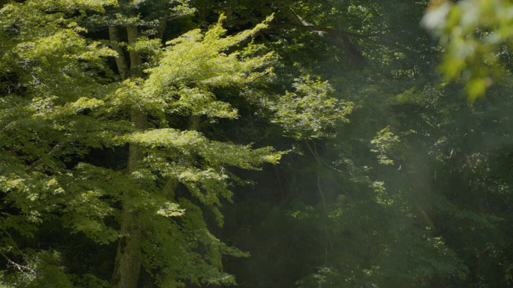 木々の緑に夏の光が差し込む風景